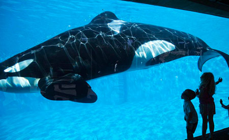 SeaWorld anuncia que deixará de criar orcas em cativeiro