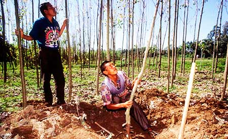 Ban Ki-moon: Investir em florestas é assegurar futuro do planeta