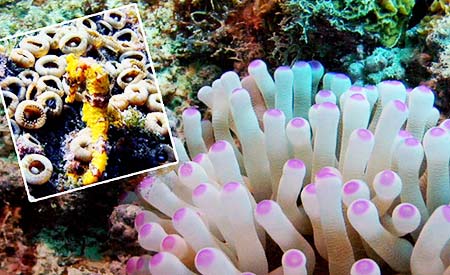 Plano nacional para proteger corais é lançado