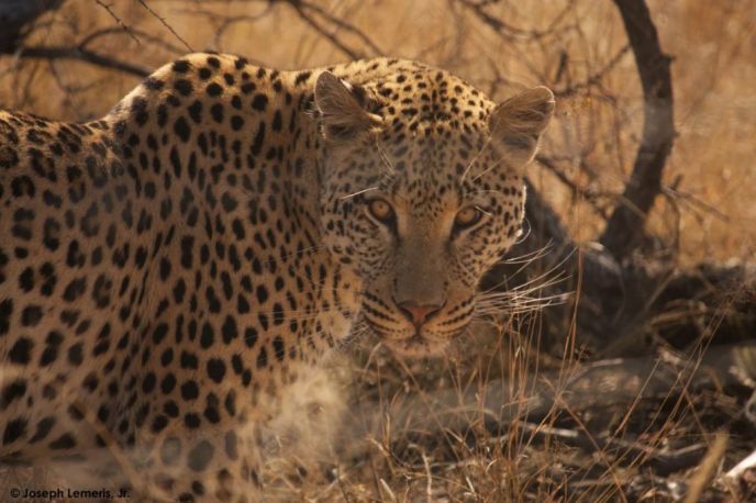 Leopardos já perderam 75% do território