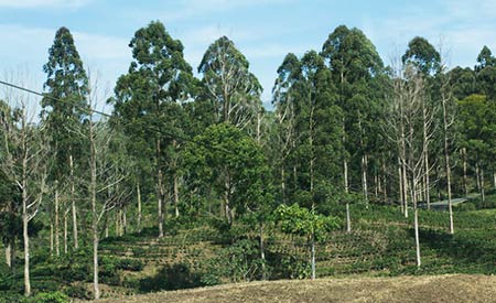 Costa Rica é primeiro país tropical a parar e reverter desmatamento