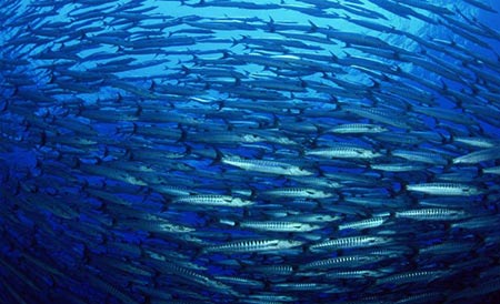 Oceanos saudáveis podem remediar efeitos da mudança climática