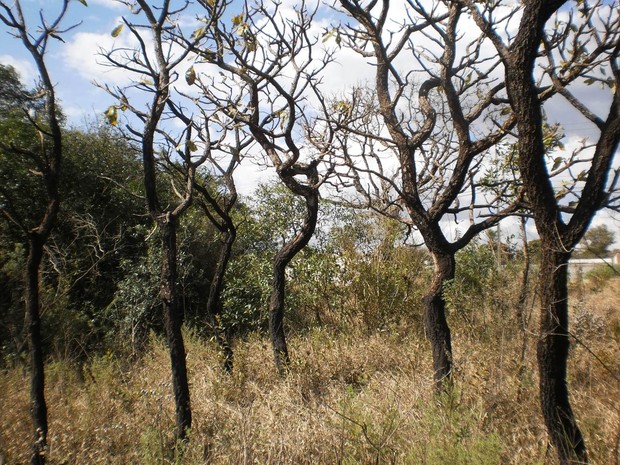 Vegetação do Cerrado corre risco de extinção