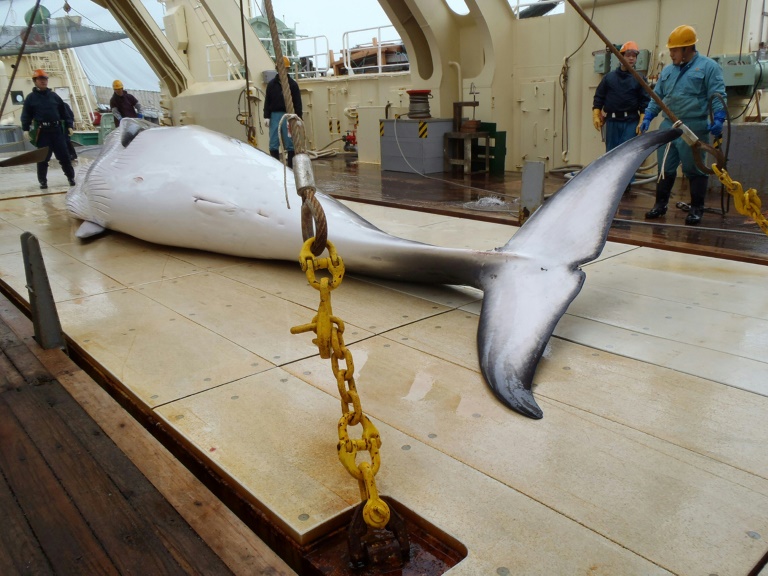 Embarcações capturam 177 baleias durante campanha no Pacífico