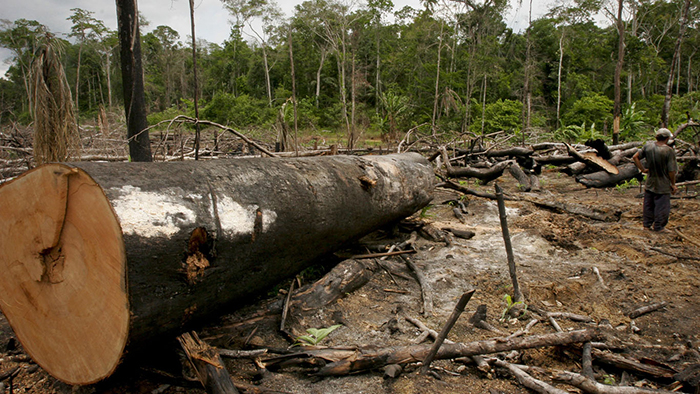 Sem choque de gestão é impossível eliminar o desmatamento ilegal