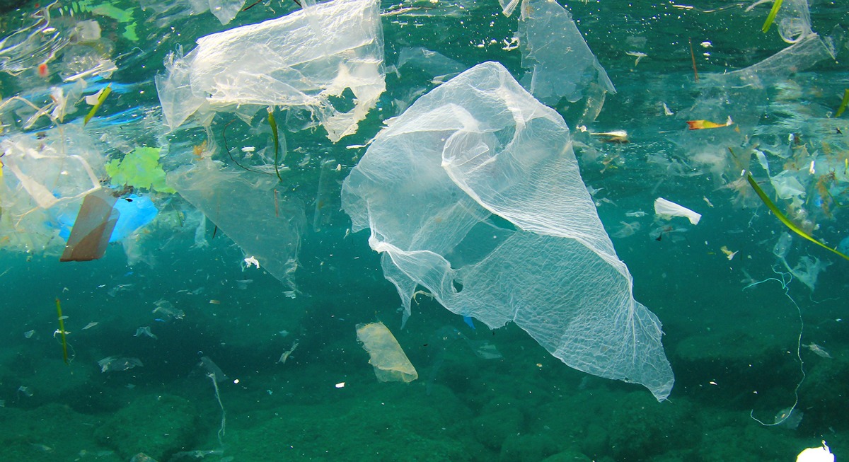 Por que animais marinhos confundem plástico com comida?