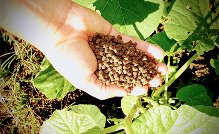 Pesquisa desenvolve fertilizante orgânico a partir da biomassa de plantas