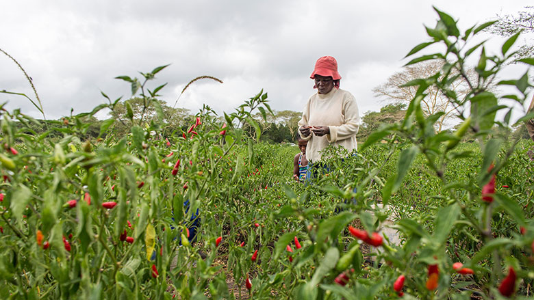 FAO: trabalho das mulheres rurais é essencial para a segurança alimentar no mundo