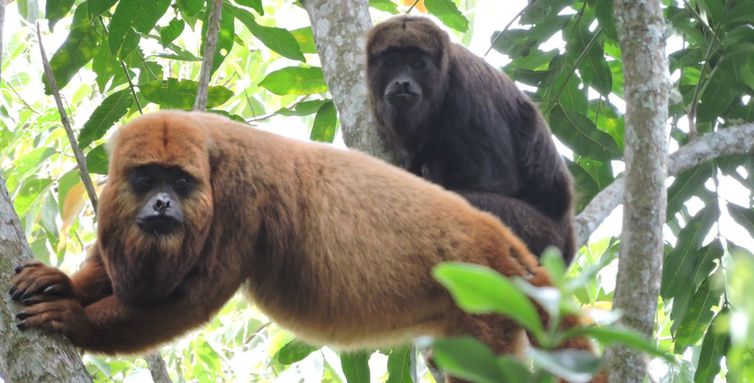 Quase 40% dos primatas brasileiros estão sob ameaça de extinção