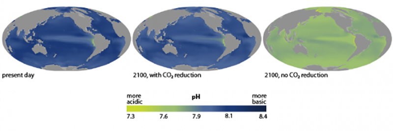 Acidificação dos oceanos, hoje e no futuro