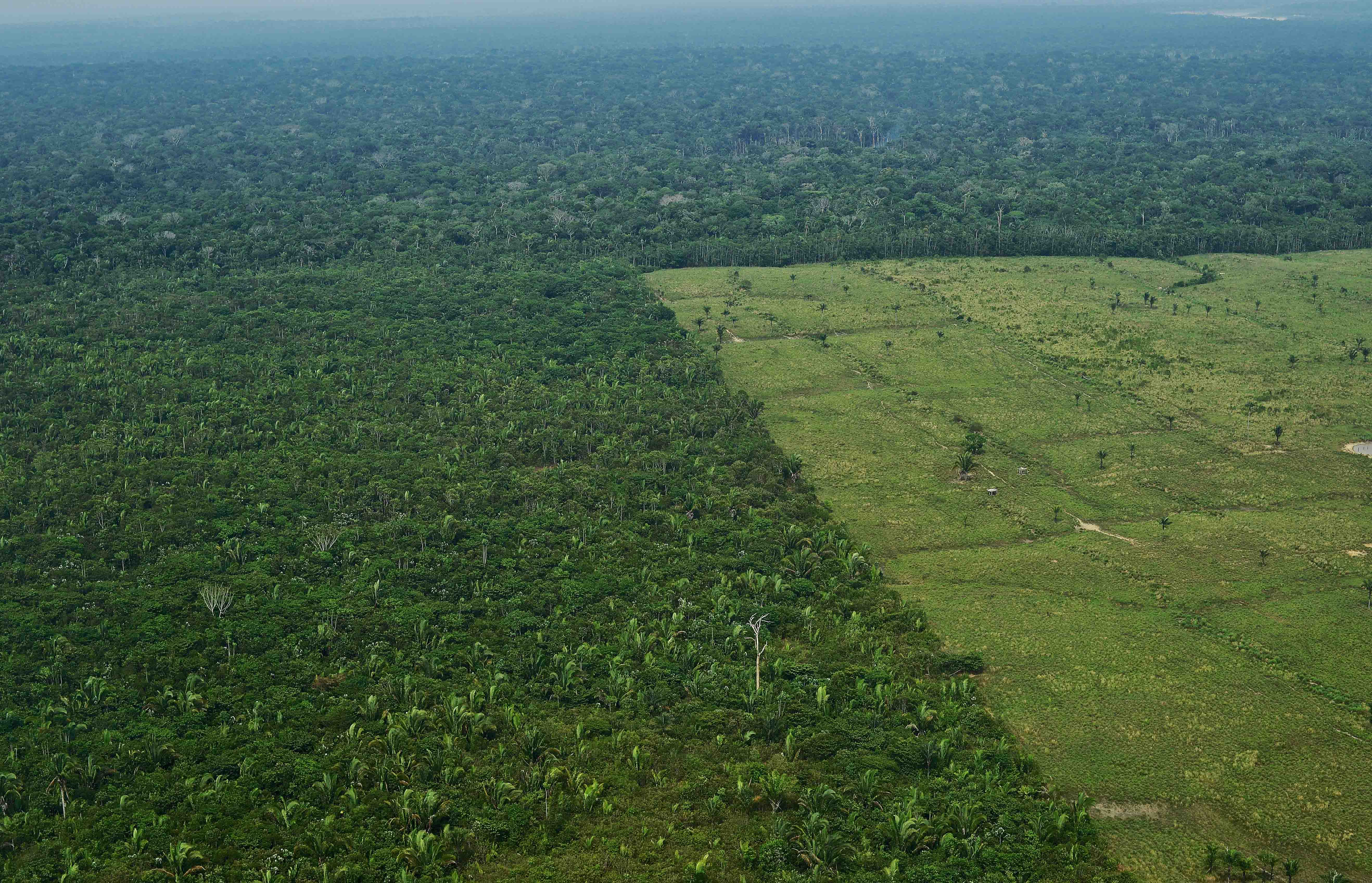 Demanda mundial por papel higiênico amplia desmatamento no cerrado brasileiro