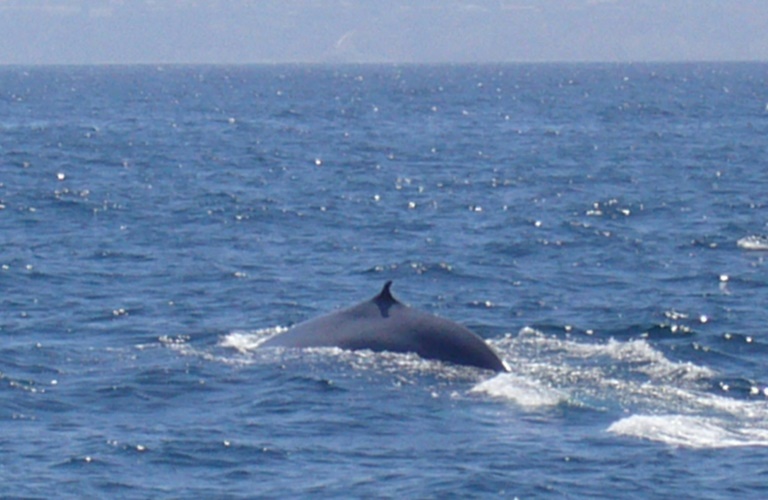 Baleias-azuis preferem não adaptar seu ritmo migratório ao alimento