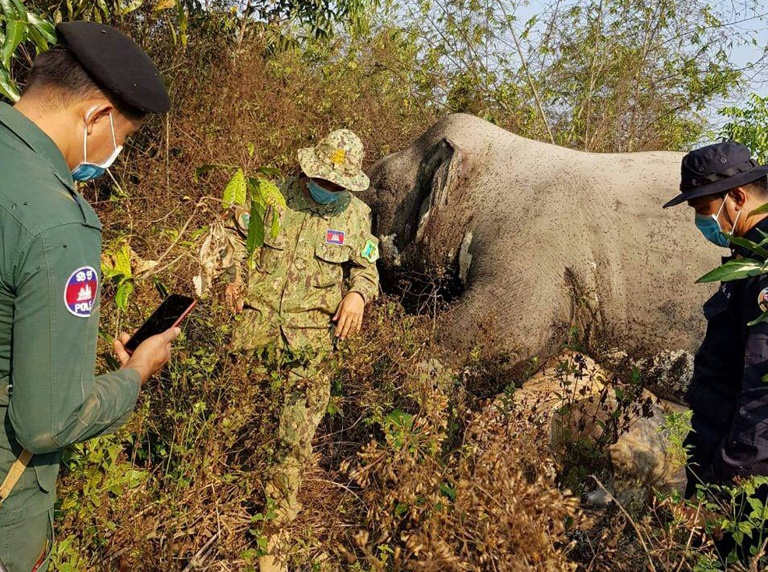 Caçadores matam elefante em reserva natural do Camboja