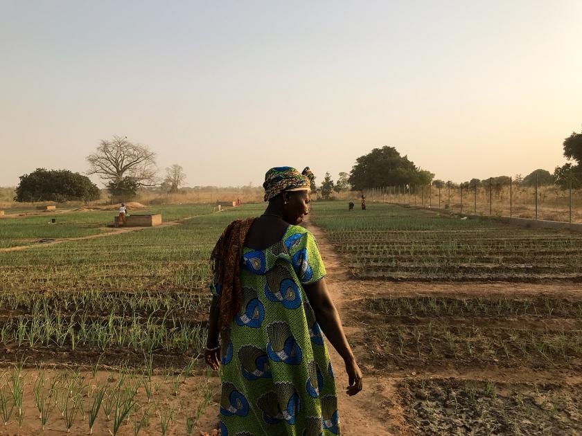 ONU apoia Gâmbia a revitalizar agricultura e recuperar meio ambiente degradado