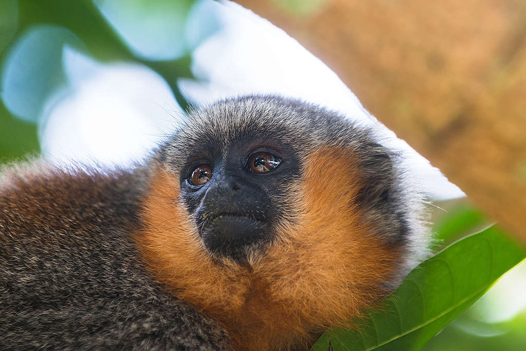 Espécie de macaco recém-descoberta já corre risco de extinção