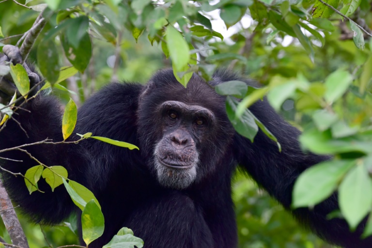 Diversidade cultural dos chimpanzés está ameaçada por humanos