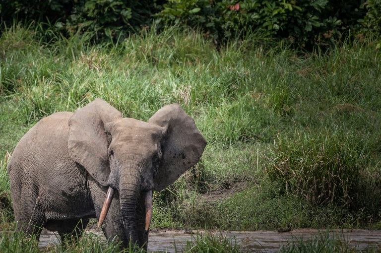 Caça ilegal diminui mas elefantes da África continuam ameaçados