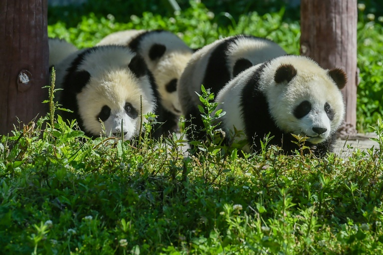 Dois pandas gêmeos, uma promessa para sobrevivência da espécie