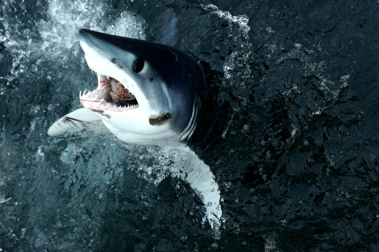 Greenpeace alerta para riscos da sobrepesca de tubarões no Atlântico Norte