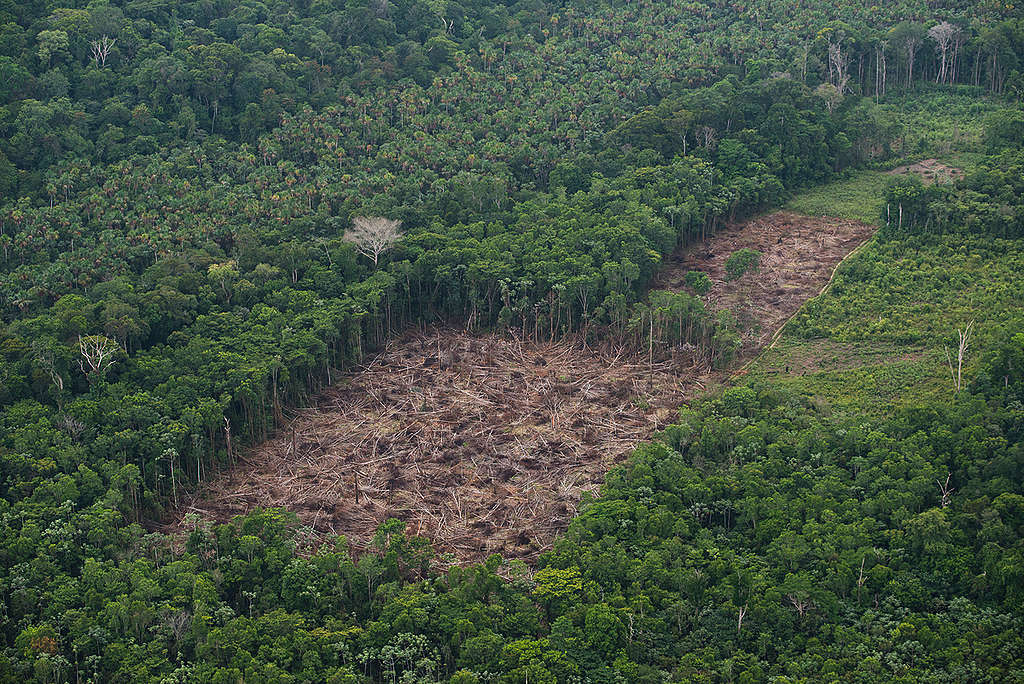 Greenpeace rebate fala de Salles quanto ao desmatamento da Amazônia