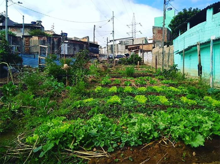 Na contramão do governo, projeto Morro Verde investe no plantio natural