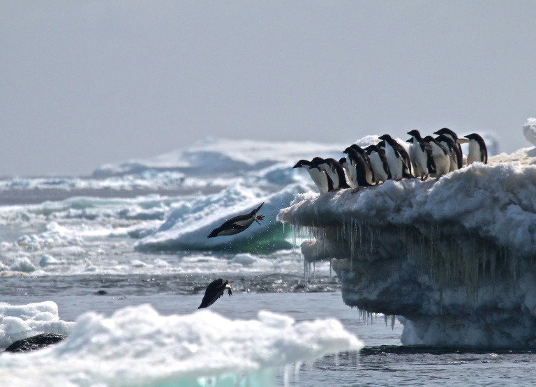 Gelo marinho antártico em declínio vertiginoso desde 2014, diz estudo