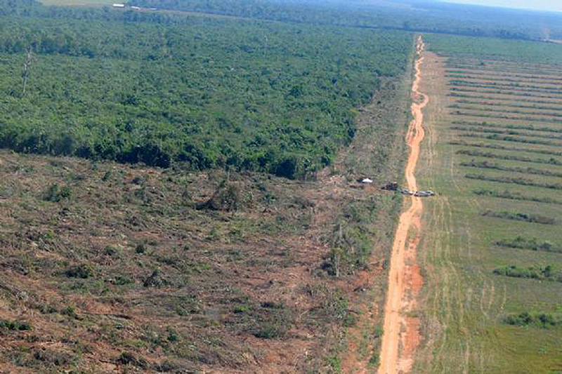 Desmatamento no Cerrado mato-grossense é 95% ilegal