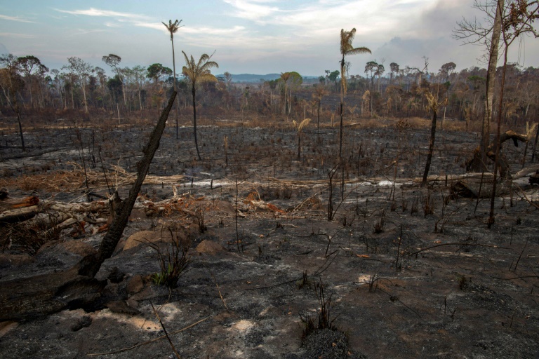 Vegetação da Amazônia, um sistema único encurralado pelas chamas