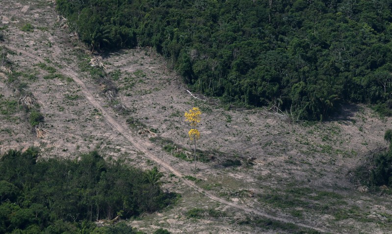 Devastação na Amazônia pode ficar entre 9 mil e 11 mil km2