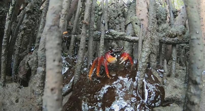 Em plena crise do óleo, governo federal retira diretriz de proteção para manguezal