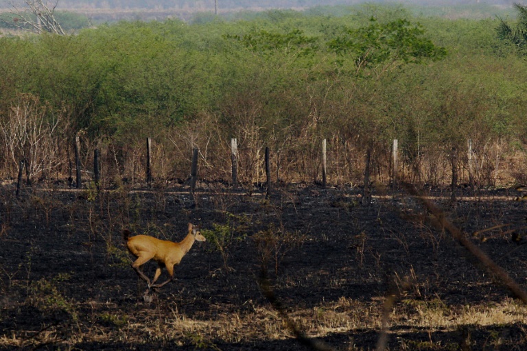 Incêndios 'nunca antes registrados' destroem Pantanal no Mato Grosso do Sul