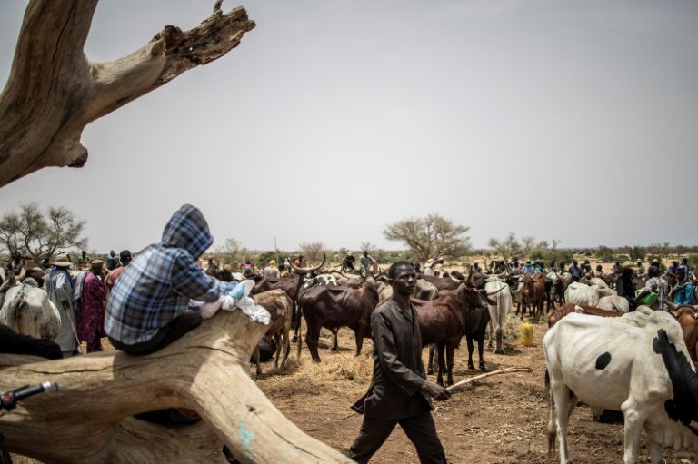 Nômades do Sahel estão cada vez mais ameaçados por mudanças climáticas