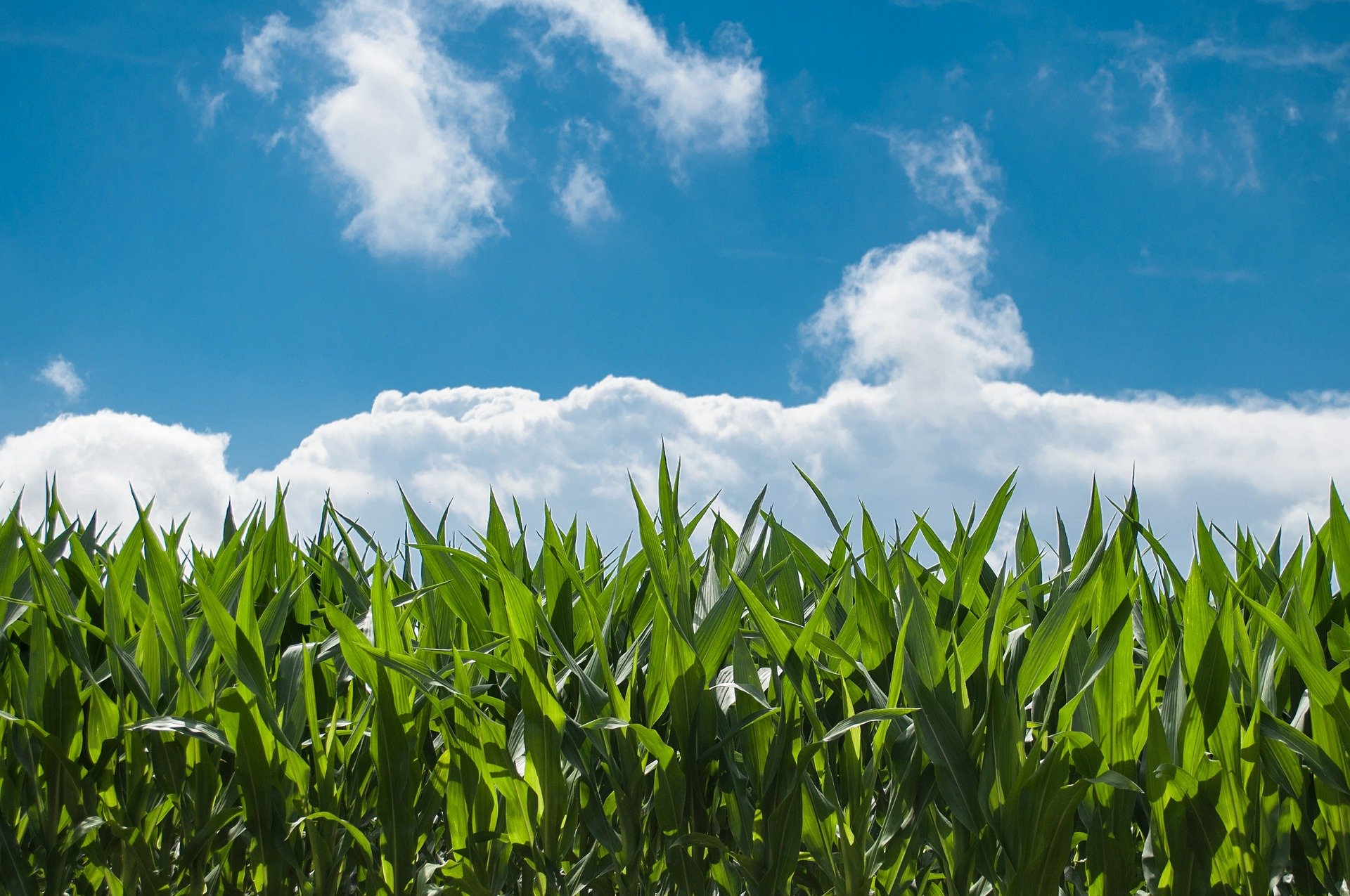 Sustentabilidade e agricultura: uma reflexão sobre o agronegócio sob a ótica socioambiental